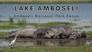 Hippos of Lake Amboseli  Amboseli National Park Kenya [upl. by Ahsemat]