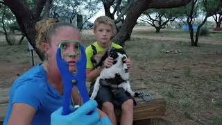 How To Band A Goat and Turn Him Into A Pet [upl. by Gordie]