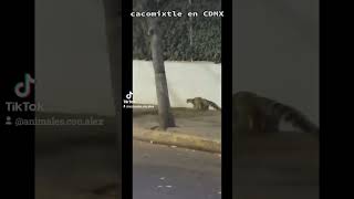 video de cacomixtle en CDMX naturaleza animales cacomixtle [upl. by Sillig]