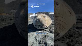 Seal SOUNDS 🔊 Sneezing snoring singing shorts [upl. by Imij]