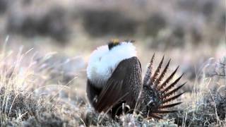 Greater SageGrouse Booming on Lek [upl. by Jt982]