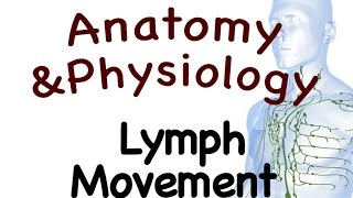 Lymphatic System  Lymph Movement In The Lymphatic System 1503 [upl. by Akialam]