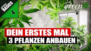 WIE ich 3 CANNABIS Pflanzen in einer Growbox ANBAUE  GreenBasics 4  GreenConnection [upl. by Quintilla635]