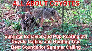 ALL ABOUT COYOTES Summer Behavior and Pup Rearing pt1 Coyote Calling and Hunting Tips [upl. by Gherardi]