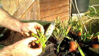 How to divide and repot your Venus Flytrap Dionea muscipula [upl. by Aicram]