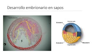 Neurofisiología y Psicof A desarrollo partes de la neurona ontogenésis del sistema nervioso [upl. by Helsie]