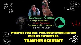 Dressage d’un chien agressif avec Eric Tramson le dresseur de chien [upl. by Havot731]