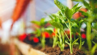 Plantas y hortalizas para cultivar en invernadero  Bricomanía [upl. by Kcirdnekal]