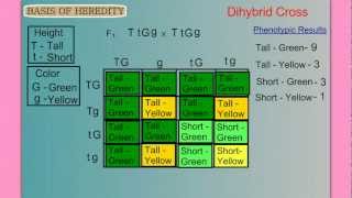 Genetics Part 1 Basic Mendelian [upl. by Ezequiel]