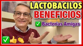 LACTOBACILLUS 👉 BENEFICIOS ❤️ MICROBIOMA ⭐️BACTERIAS AMIGABLES [upl. by Muirhead]