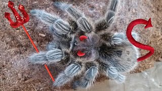 Naughty Tarantula Behaviors [upl. by Eilata374]