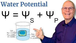 Understand Water Potential 5 Minute Explanation for AP Bio [upl. by Ynffit818]