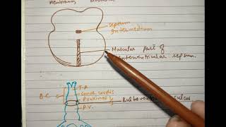 CV A 006 Development of interventricular septum [upl. by Atiuqnahs]