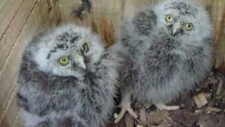 Morepork ruru chicks and mum at ZealandiaKarori Sanctuary [upl. by Ocicnarf]