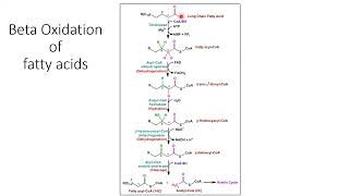 Lipids Metabolism Triglyceride FAs Cholesterol Eicosanid  Lecture 11d [upl. by Jegger]