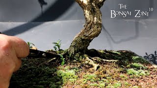 Pruning My African Style Serissa The Bonsai Zone May 2023 [upl. by Wenger606]