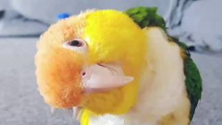 CAIQUE ME AWAY  Caique Bird  Caique Parrot  Super Cute and Funny Parrots Compilation 2018 [upl. by Lavelle821]