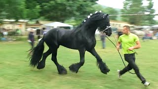 Cavallo Frisone di alta scuola [upl. by Aniratac]