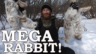 Trapping WILD Snowshoe Hare in SNOW  Massive Catch  Rabbit Sandwich amp Stew [upl. by Ellinehc471]