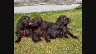 german long hair pointer langhaar braque allemand upland dog [upl. by Erasaec]