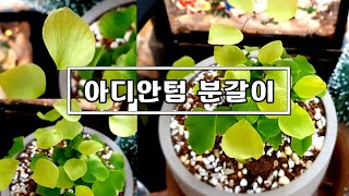 새해 첫 언박싱 amp 분갈이  아디안텀 페루비아넘Adiantum peruvianum [upl. by Arinaid]