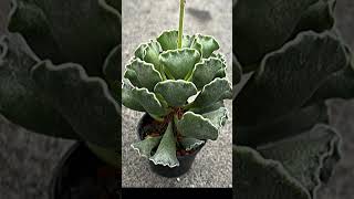 Adromischus Cristatus suculentas [upl. by Lavina481]