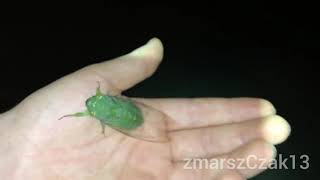 green cicada screaming [upl. by Mehelhteb]