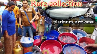 PetLoversIndia GALIFF STREET FISH MARKET KOLKATA ред RECENT AQUARIUM FISH PRICE UPDATE ред 2 Dec 2023 [upl. by Hornstein]