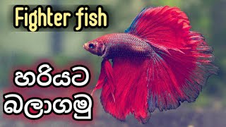 Fighter fish sinhala  betta fish  ගැන සියල්ල [upl. by Bil]