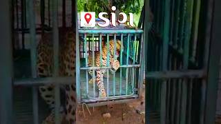 😱 ડાંગ માં દીપડો પકડાયો 🐯🐅  the leopard was rescued  leopardrescue wildanimals [upl. by Staley]