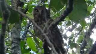 Morepork  Ruru claims Its territory  Great Barrier Island [upl. by Neumeyer]