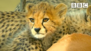 Cheetah cub fights off hungry jackals 😲 Serengeti II  BBC [upl. by Llenod]