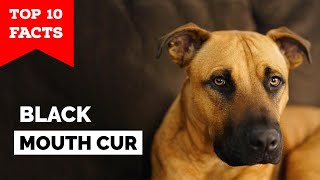 Black Mouth Cur  Top 10 Facts [upl. by Adamek]