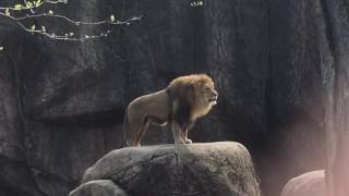 Epic Lion Roar at Lincoln Park Zoo [upl. by Odnamla692]