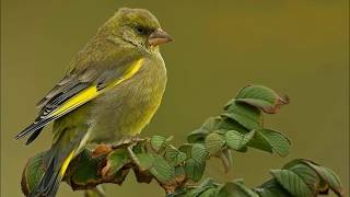 Welke vogels zingen in uw tuin [upl. by Sinnard898]