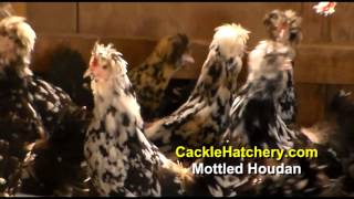 Mottled Houdan Chicken Breed Breeder Flock  Cackle Hatchery [upl. by Etnoval210]