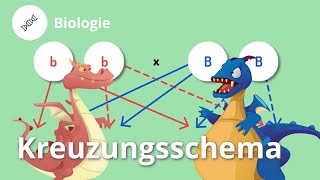 Kreuzungsschema Drachenzüchtung leicht gemacht – Biologie  Duden Learnattack [upl. by Fast]