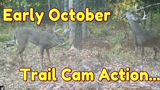 Trail Camera Action Early October Almost Time [upl. by Osanna]