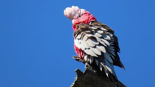 Galah preening by the river [upl. by Oneill47]