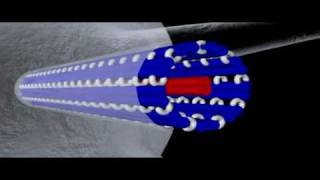 Cytoskeleton Microtubules  Cell Biology [upl. by Nosyla]