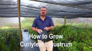 How to grow Curlyleaf Ligustrum Privet with detailed description [upl. by Akisey]