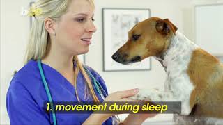 Signs Your Dog Has a Sleep Disorder and How to Manage It [upl. by Aysab]