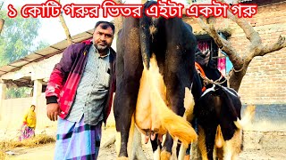 ১ কোটি গরুর ভিতর এইটা একটা গরু  নতুন প্যাকেজ  জানতে ফুল ভিডিওটা দেখুন [upl. by Follmer202]