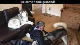 Welcome home grandad from 4 weeks away on holiday Husky style [upl. by Julietta904]