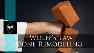 How to break rocks with your hand  Wolffs Law  Bone remodeling [upl. by Adnalor]