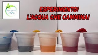 ESPERIMENTO  LACQUA CHE CAMMINA  NaturaMania in Laboratorio [upl. by Demetri498]