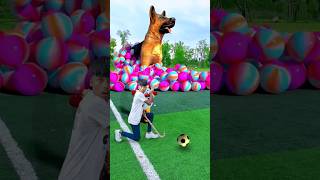 Rescue the trapped dachshund on the football field Douyin Assistant Popular 🐕🤯 [upl. by Eedya222]