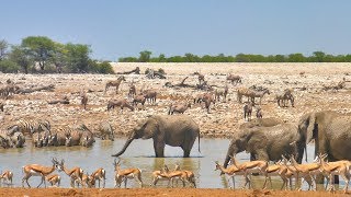 A day at the Okaukuejo waterhole Etosha Namibia [upl. by Nilats477]