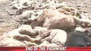 Pashmina goats dying of starvation [upl. by Joliet550]