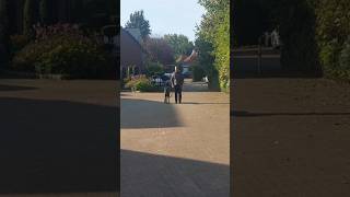 Training mit Cane Corso Malou canecorso hundetraining [upl. by Skyla353]